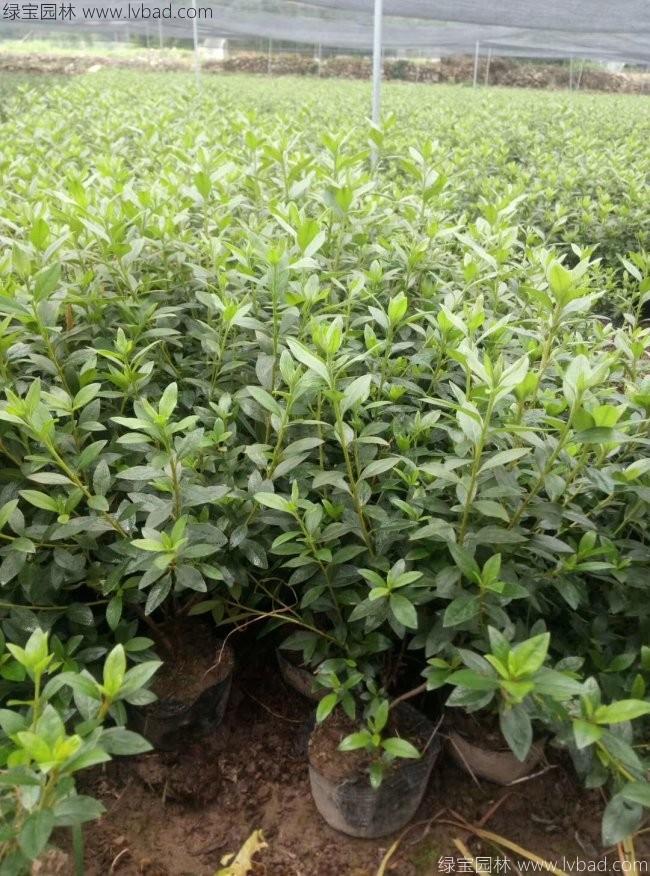 杜鵑花苗 杜鵑花苗