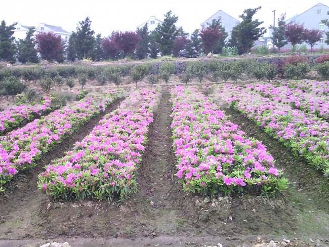 杜鵑花苗 杜鵑花苗