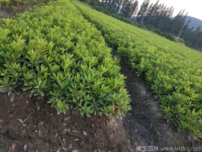 杜鵑花苗 杜鵑花苗