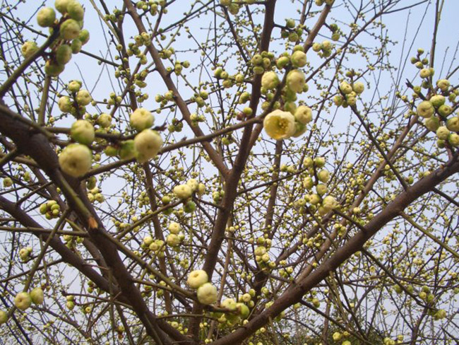 <a href='http://www.fscangbo.com/xiaoqiaomu/3562.html' target='_blank'>綠梅</a>花<a href='http://www.fscangbo.com/xiaoqiaomu/3562.html' target='_blank'>綠梅</a>樹苗