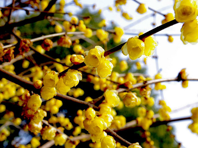 <a href='http://www.fscangbo.com/linmuzhongzi/1790.html' target='_blank'>臘梅</a>樹苗木