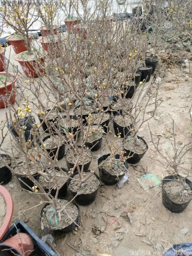 臘梅樹苗木