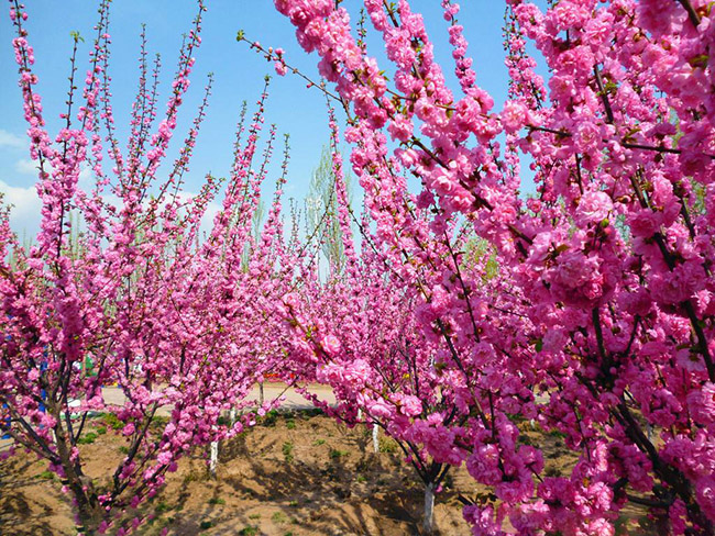 <a href='http://www.fscangbo.com/linmuzhongzi/1715.html' target='_blank'>榆葉梅</a>