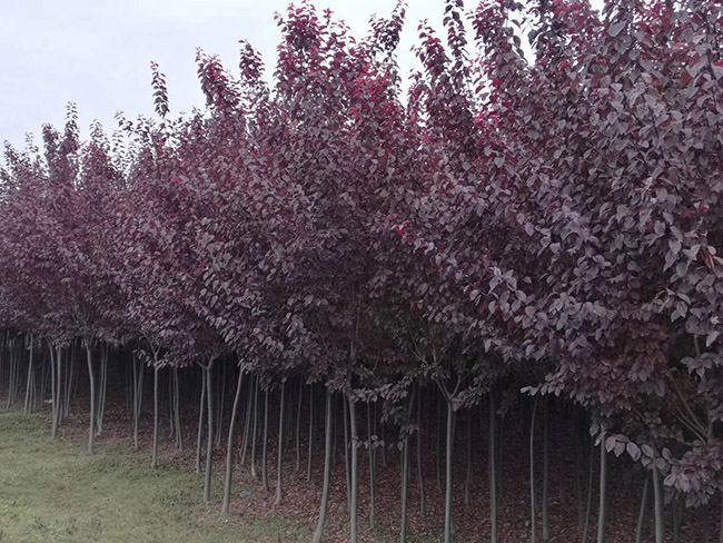紫葉李 紫葉李