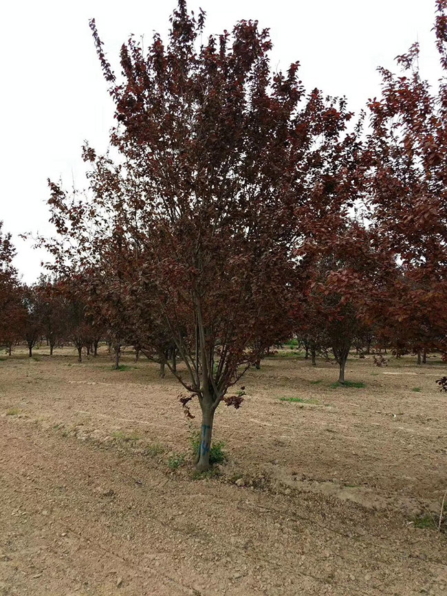 紫葉李 紫葉李