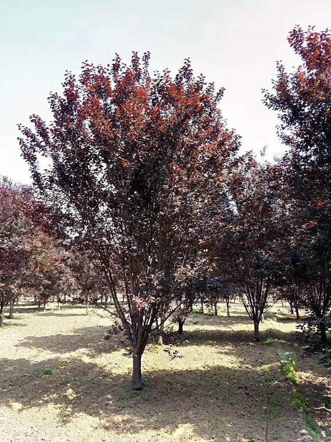 紫葉李 紫葉李