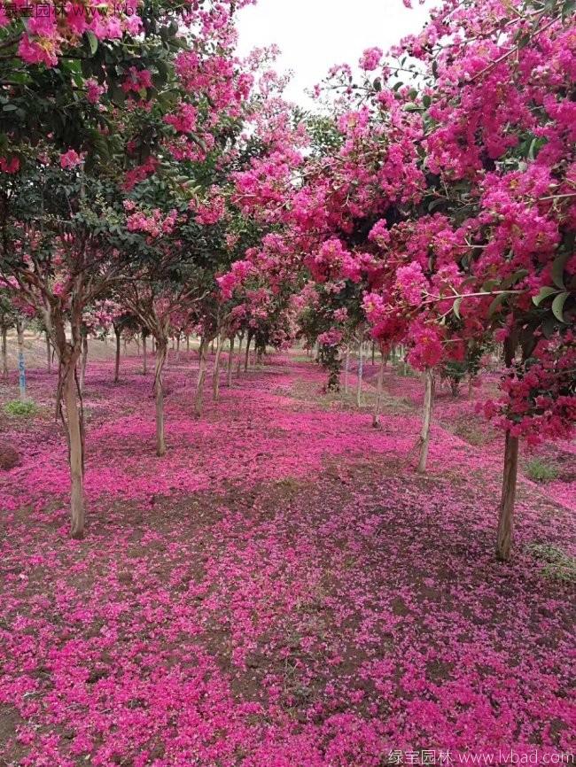 紫薇 紫薇