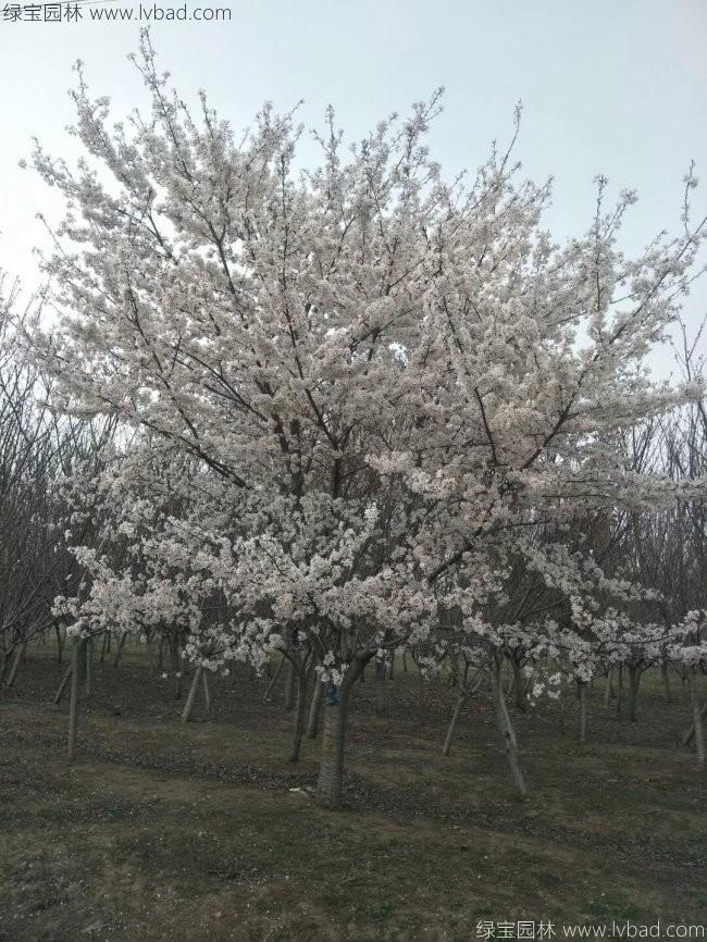 日本<a href='http://www.fscangbo.com/linmuzhongzi/1777.html' target='_blank'>櫻花</a> 日本櫻花