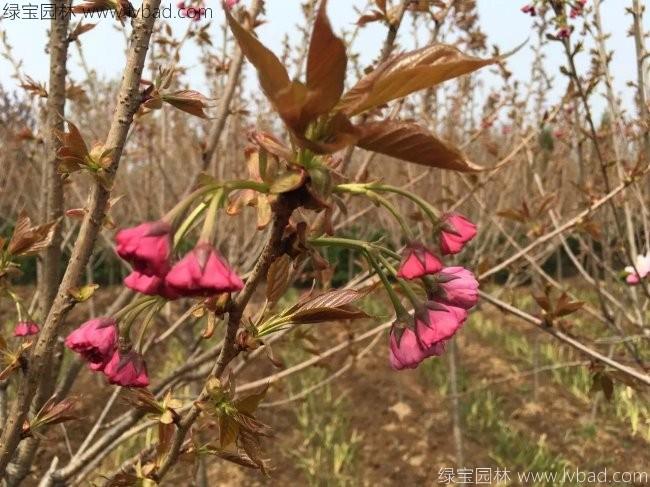 日本櫻花 日本櫻花