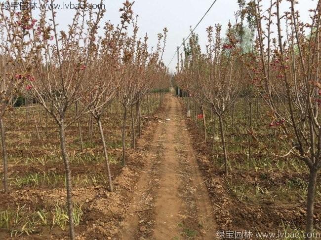 日本櫻花 日本櫻花