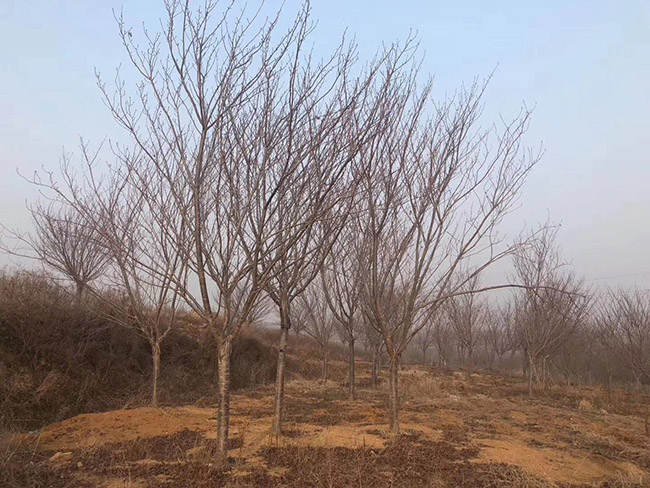 日本櫻花 日本櫻花