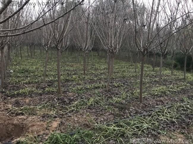 日本櫻花 日本櫻花