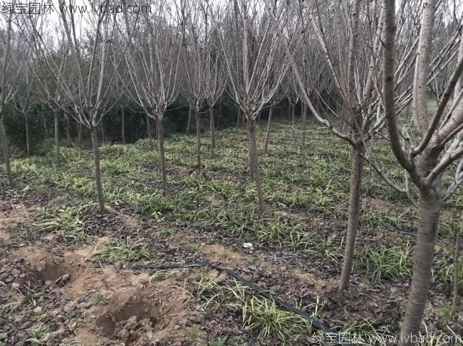 日本櫻花 日本櫻花