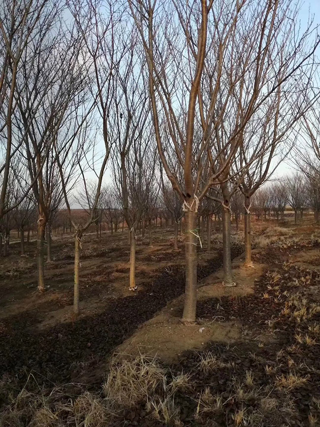 日本櫻花 日本櫻花
