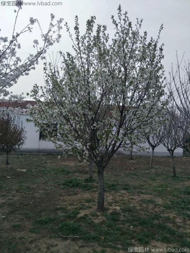 日本櫻花 日本櫻花