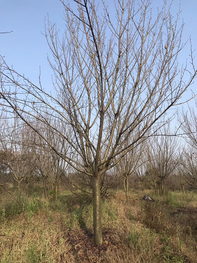日本櫻花 日本櫻花