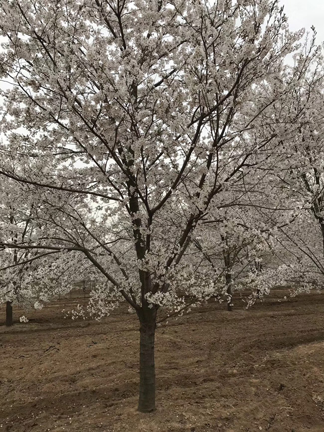 日本櫻花 日本櫻花