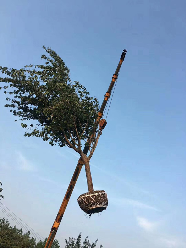 日本櫻花 日本櫻花