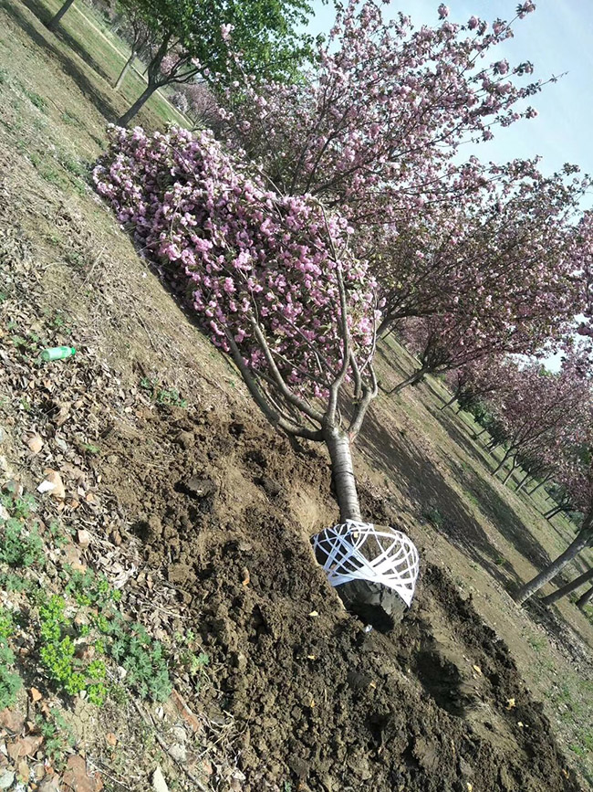日本櫻花 日本櫻花