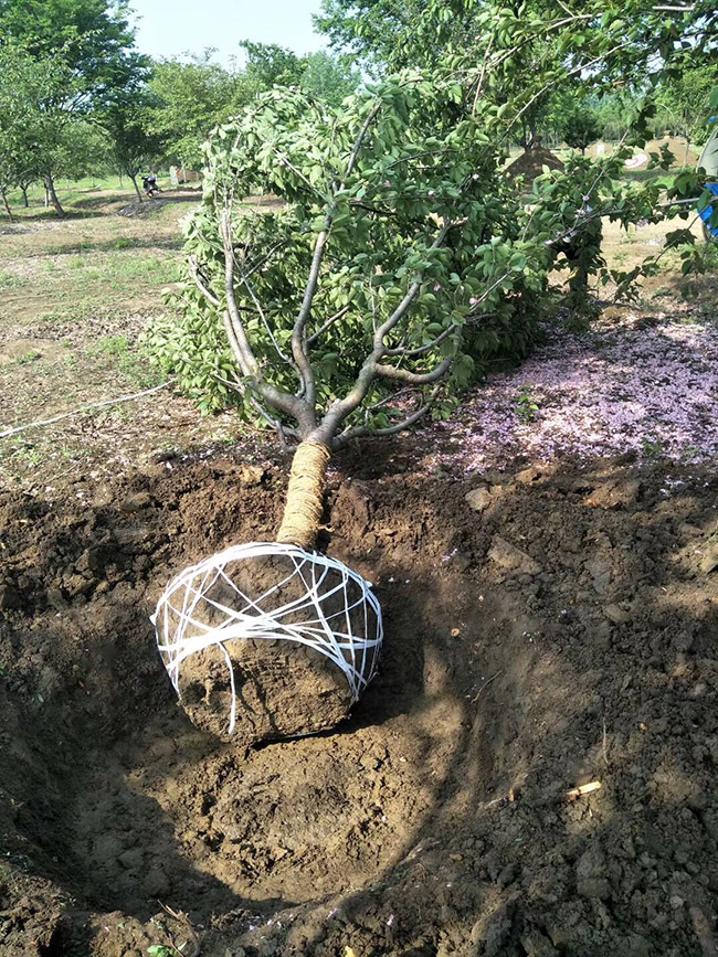 日本櫻花 日本櫻花