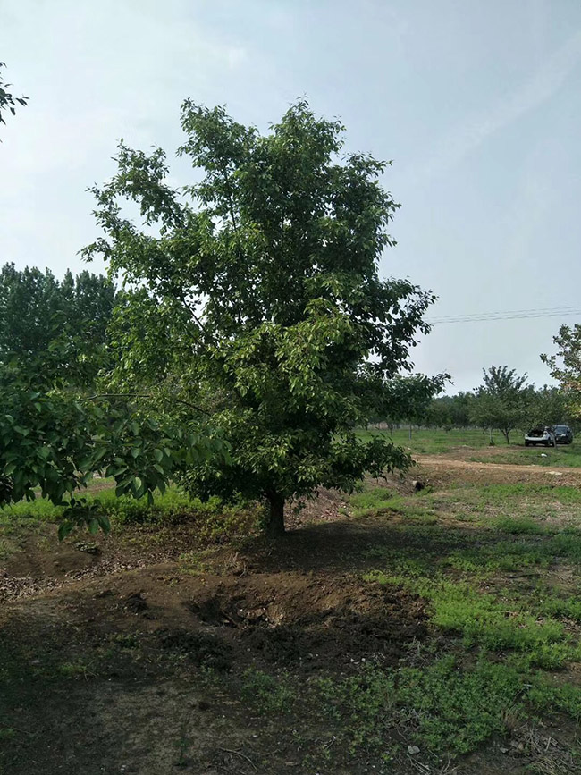 日本櫻花 日本櫻花