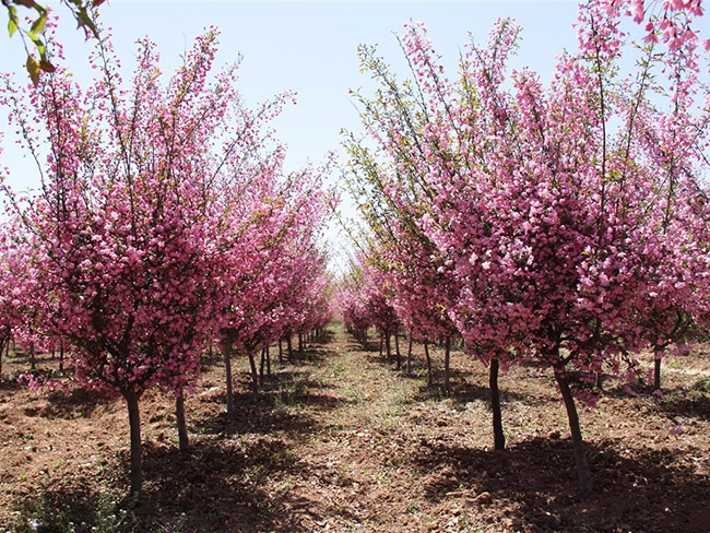 垂絲<a href='http://www.fscangbo.com/linmuzhongzi/1766.html' target='_blank'>海棠</a>