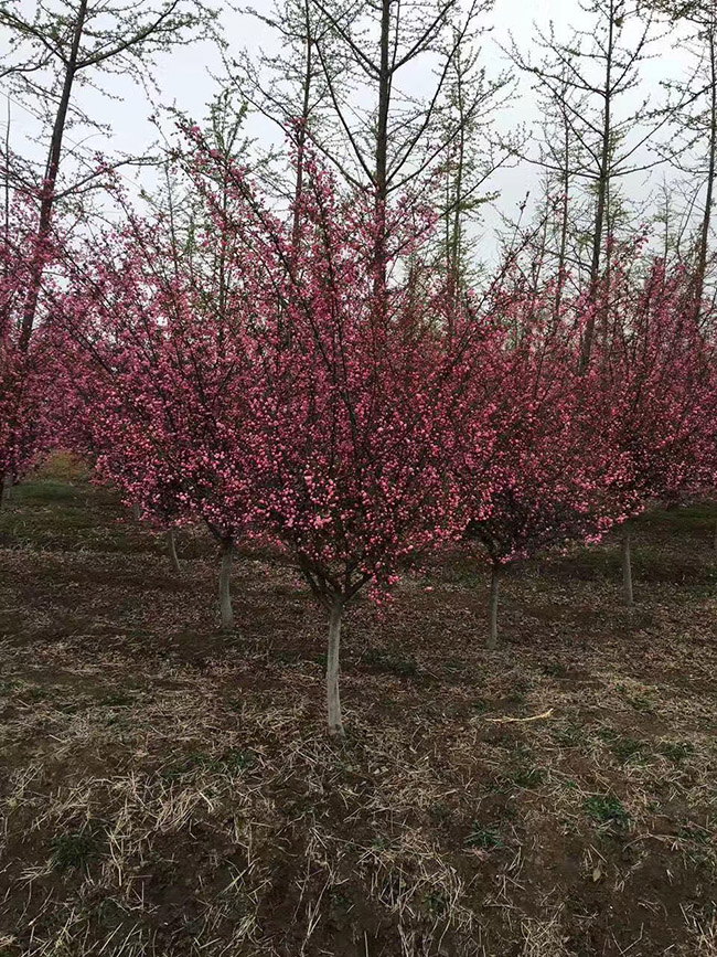 垂絲<a href='http://www.fscangbo.com/linmuzhongzi/1766.html' target='_blank'>海棠</a>