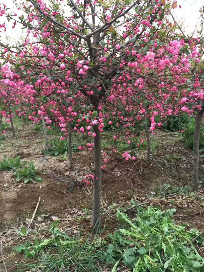 <a href='http://www.fscangbo.com/linmuzhongzi/1754.html' target='_blank'>垂絲海棠</a>