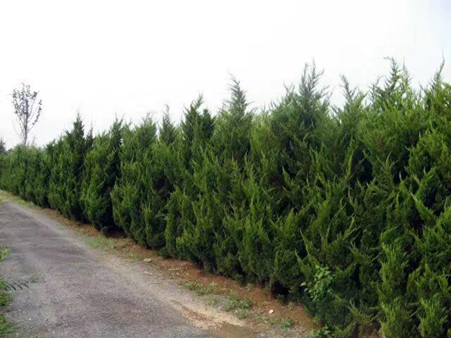 <a href='http://www.fscangbo.com/songbailei/3479.html' target='_blank'>龍柏</a> <a href='http://www.fscangbo.com/songbailei/3479.html' target='_blank'>龍柏</a>