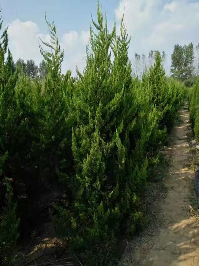 <a href='http://www.fscangbo.com/songbailei/3479.html' target='_blank'>龍柏</a> 龍柏