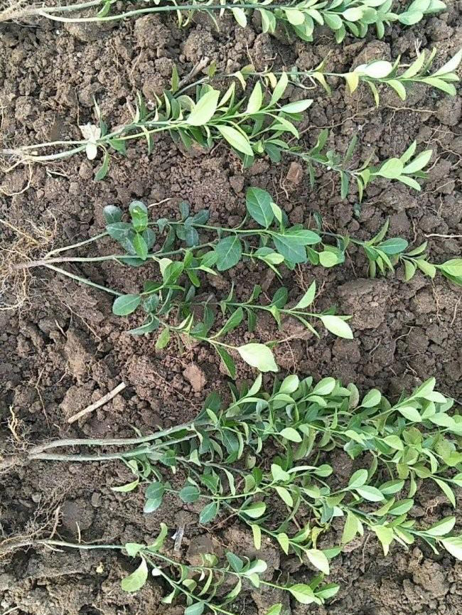 衛(wèi)矛苗衛(wèi)矛小苗