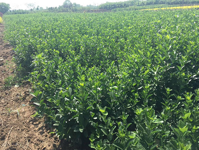 衛(wèi)矛苗衛(wèi)矛小苗