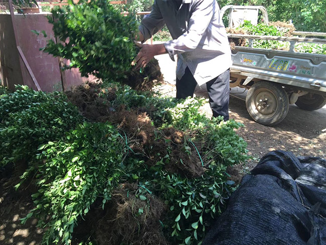 衛(wèi)矛苗衛(wèi)矛小苗