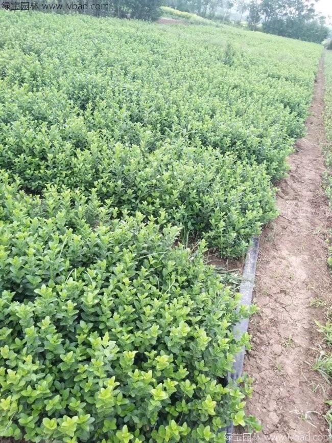 衛(wèi)矛苗衛(wèi)矛小苗