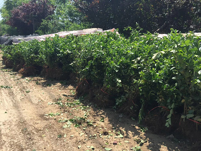 衛(wèi)矛苗衛(wèi)矛小苗