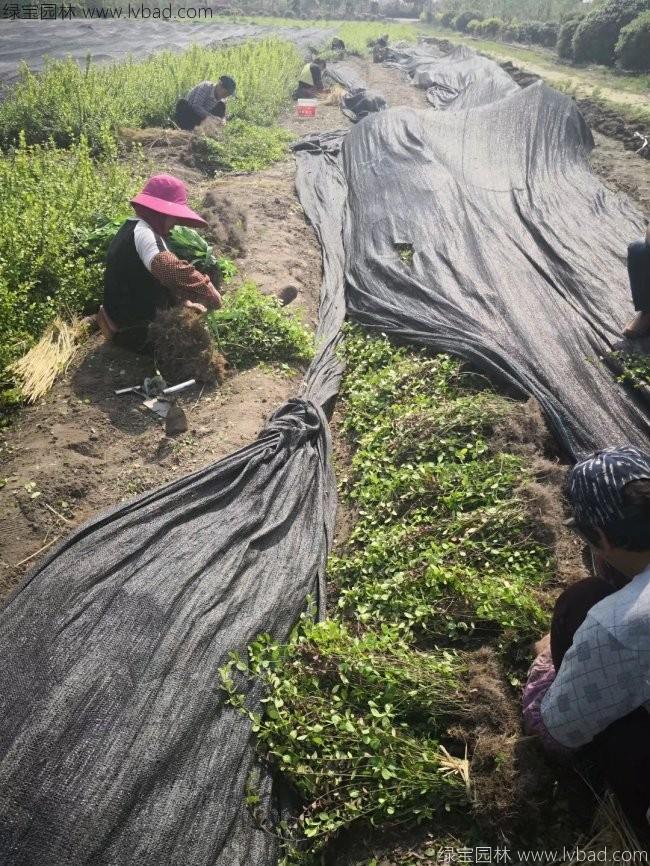 衛(wèi)矛苗衛(wèi)矛小苗