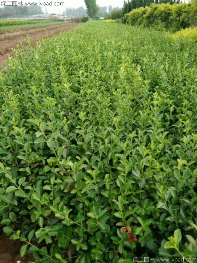 衛(wèi)矛苗衛(wèi)矛小苗