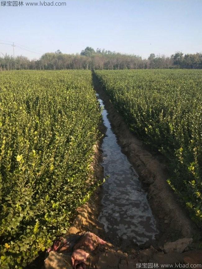 衛(wèi)矛苗衛(wèi)矛小苗