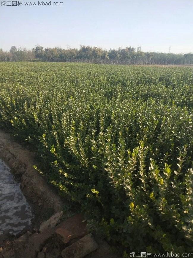 衛(wèi)矛苗衛(wèi)矛小苗