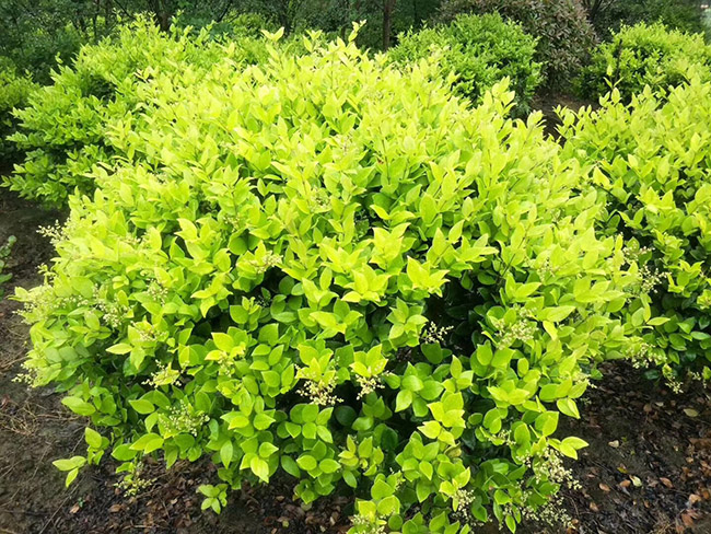 <a href='http://www.fscangbo.com/qiuleizhiwu/3519.html' target='_blank'>金森女貞球</a>