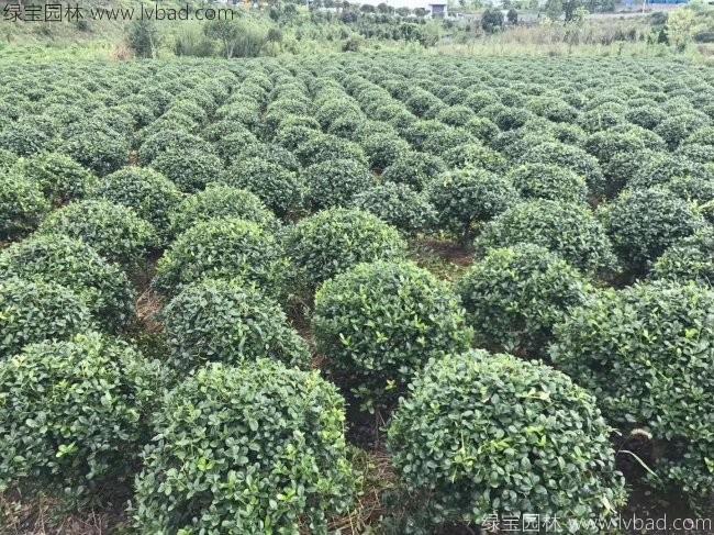 <a href='http://www.fscangbo.com/linmuzhongzi/1797.html' target='_blank'>枸骨</a>球