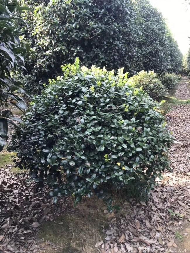 <a href='http://www.fscangbo.com/qiuleizhiwu/3517.html' target='_blank'>枸骨球</a>