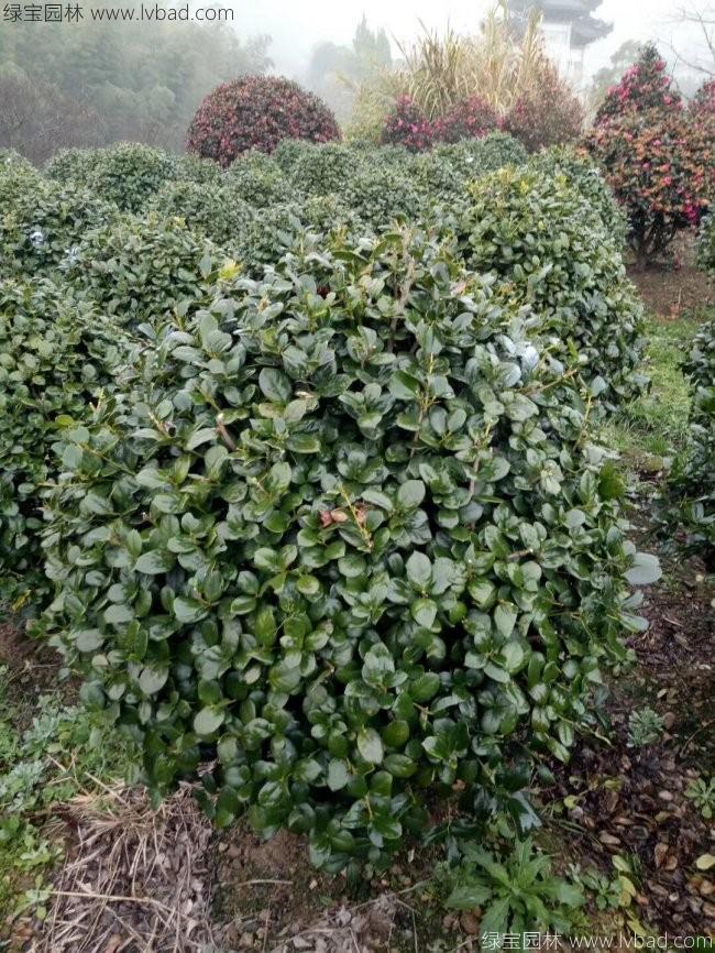 <a href='http://www.fscangbo.com/linmuzhongzi/1797.html' target='_blank'>枸骨</a>球