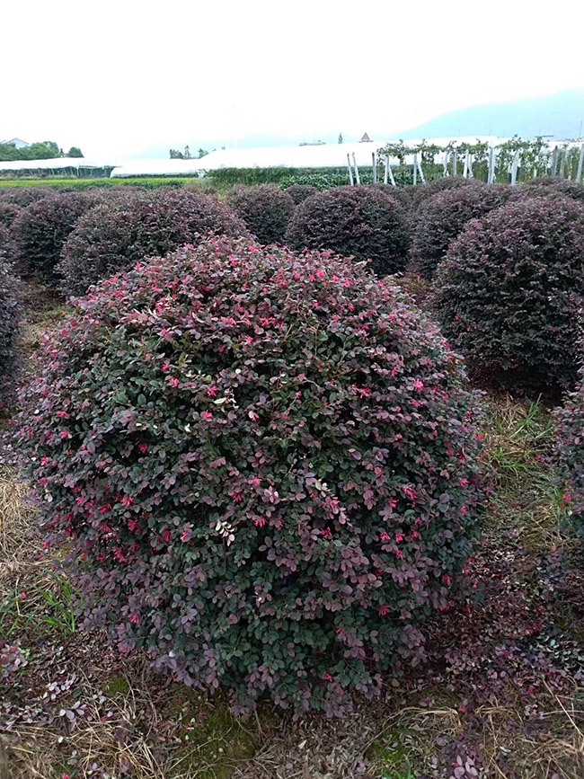 <a href='http://www.fscangbo.com/dibeiguanmu/9770.html' target='_blank'>紅花繼木</a>球