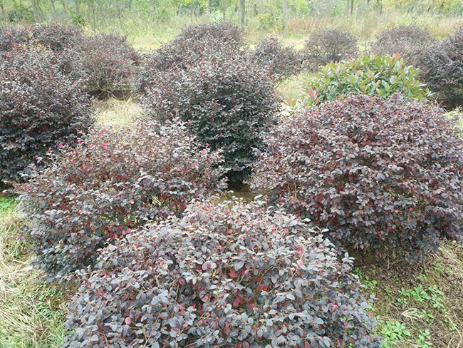 <a href='http://www.fscangbo.com/yaocaizhongzi/2335.html' target='_blank'>紅花</a>繼木球