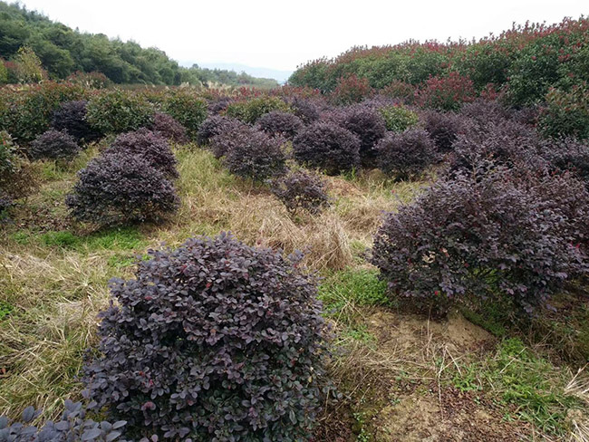 <a href='http://www.fscangbo.com/qiuleizhiwu/3507.html' target='_blank'>紅花繼木球</a>