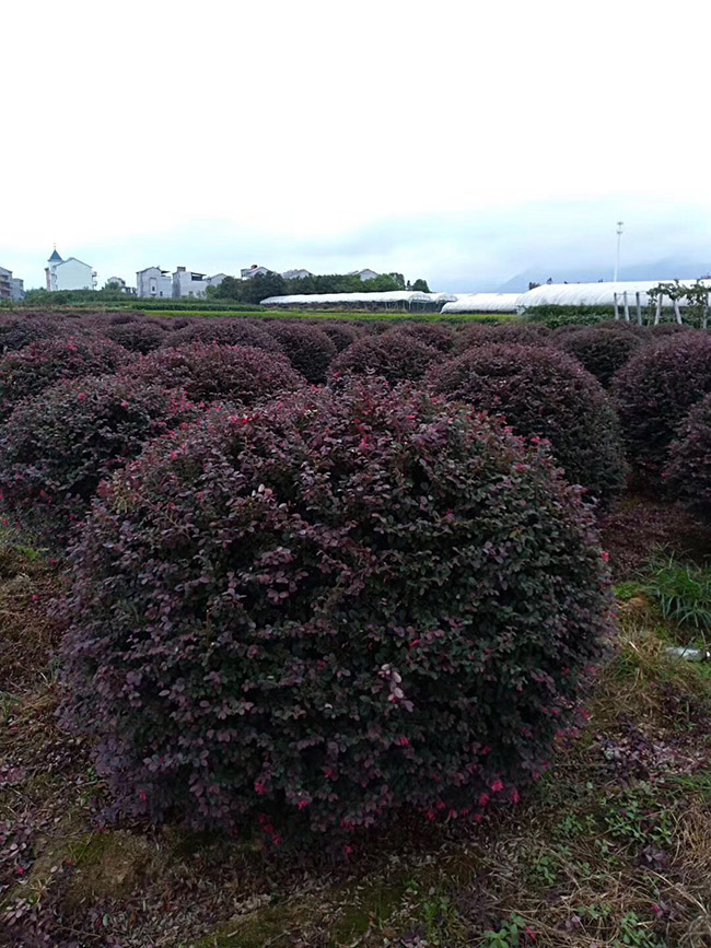 <a href='http://www.fscangbo.com/yaocaizhongzi/2335.html' target='_blank'>紅花</a>繼木球