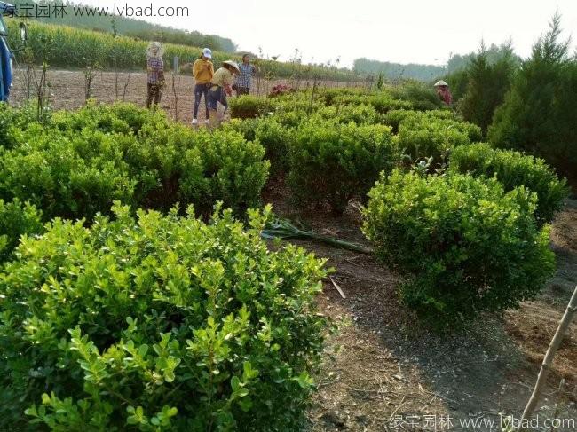 <a href='http://www.fscangbo.com/qiuleizhiwu/3501.html' target='_blank'>瓜子黃楊球</a>