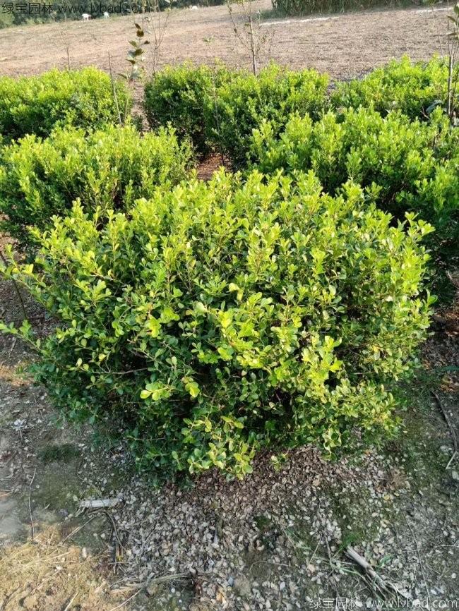 <a href='http://www.fscangbo.com/linmuzhongzi/2215.html' target='_blank'>瓜子黃楊</a>球