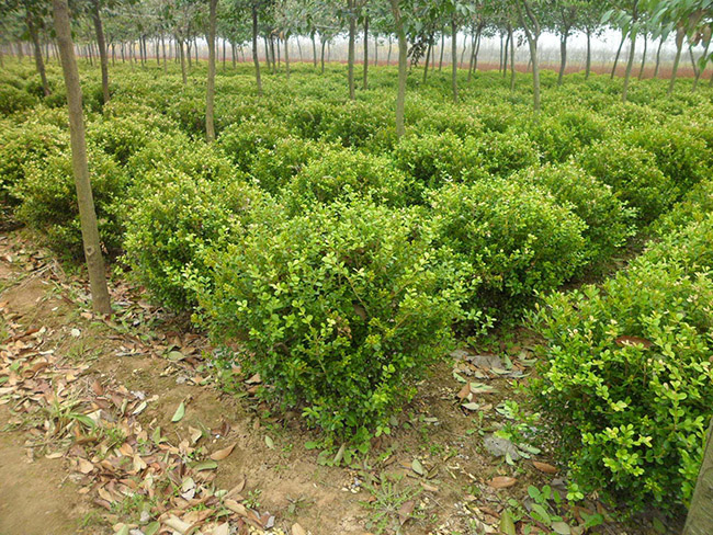 <a href='http://www.fscangbo.com/linmuzhongzi/1764.html' target='_blank'>小葉黃楊</a>球